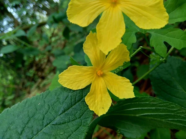 Isolado Bela Flor Amarela Fundo Natural — Fotografia de Stock