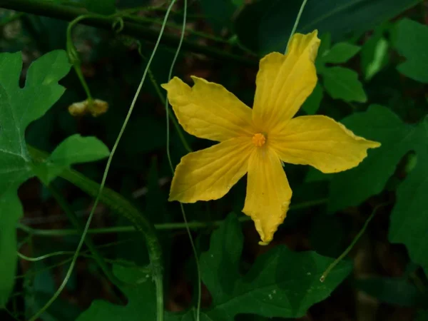 Izolované Krásné Žluté Květy Přírodním Pozadí — Stock fotografie