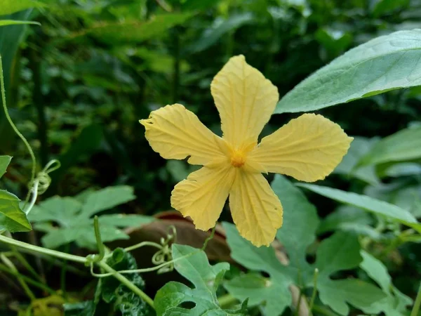 Ізольована Красива Жовта Квітка Природному Тлі — стокове фото