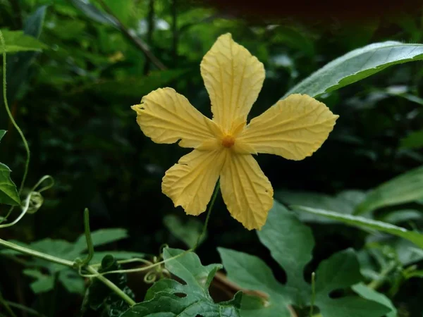 Elszigetelt Gyönyörű Sárga Virág Természetes Háttérben — Stock Fotó