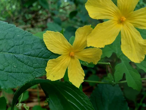 Izolacja Piękny Żółty Kwiat Naturalnym Tle — Zdjęcie stockowe