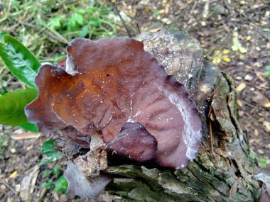 Yahudi kulağı, (siyah) ağaç kulağı, Auricularia auricula (Hirneola polytricha), ağaçta yetişir..