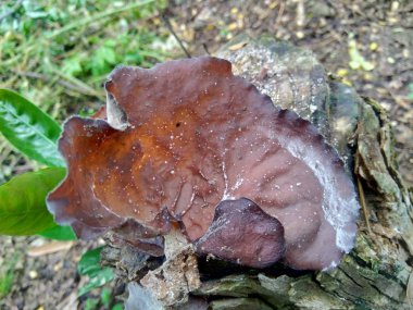 Yahudi kulağı, (siyah) ağaç kulağı, Auricularia auricula (Hirneola polytricha), ağaçta yetişir..