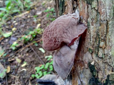 Yahudi kulağı, (siyah) ağaç kulağı, Auricularia auricula (Hirneola polytricha), ağaçta yetişir..