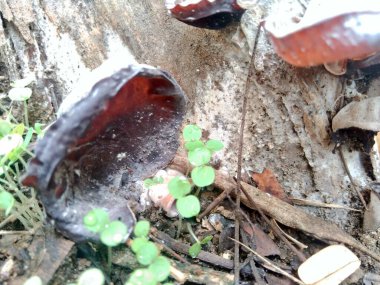 Yahudi kulağı, (siyah) ağaç kulağı, Auricularia auricula (Hirneola polytricha), ağaçta yetişir..