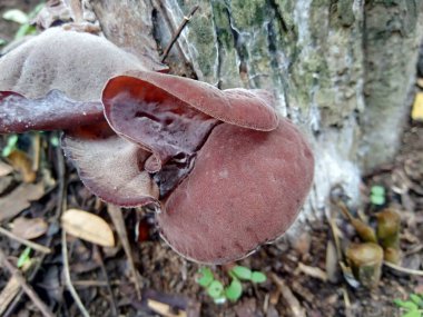 Yahudi kulağı, (siyah) ağaç kulağı, Auricularia auricula (Hirneola polytricha), ağaçta yetişir..