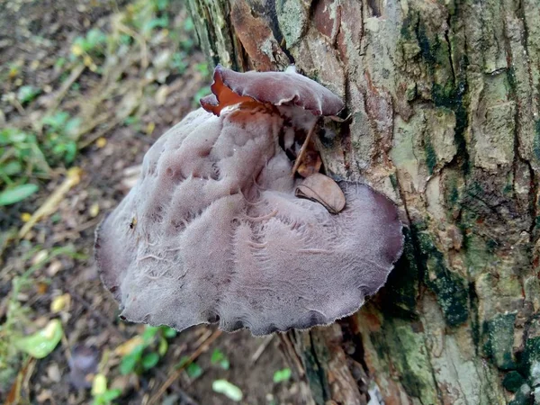 Oreja Judía Oreja Madera Negra Auricularia Auricula Hirneola Polytricha Creciendo —  Fotos de Stock