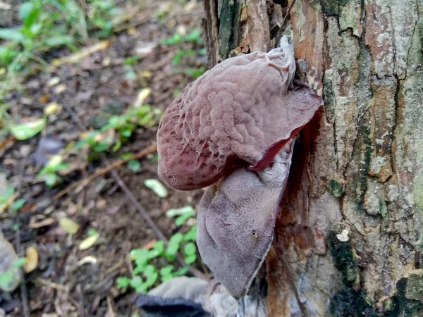 Yahudi Kulağı Siyah Ağaç Kulağı Auricularia Auricula Hirneola Polytricha Ağaçta — Stok fotoğraf