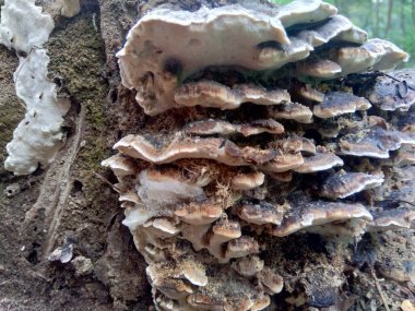 Doğadaki egzotik zehirli mantar.