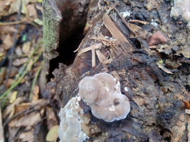 Doğadaki egzotik zehirli mantar.