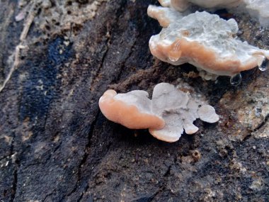 Doğadaki egzotik zehirli mantar.