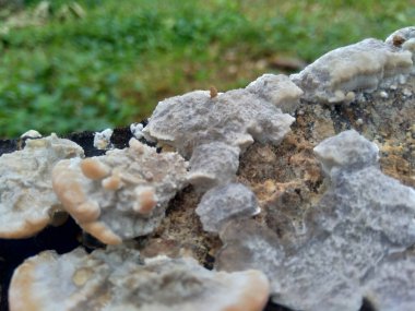 Doğadaki egzotik zehirli mantar.