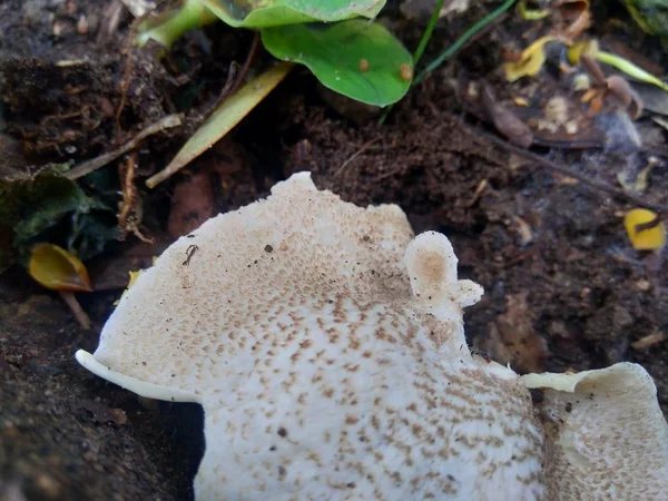 Fungo Velenoso Esotico Sullo Sfondo Della Natura — Foto Stock