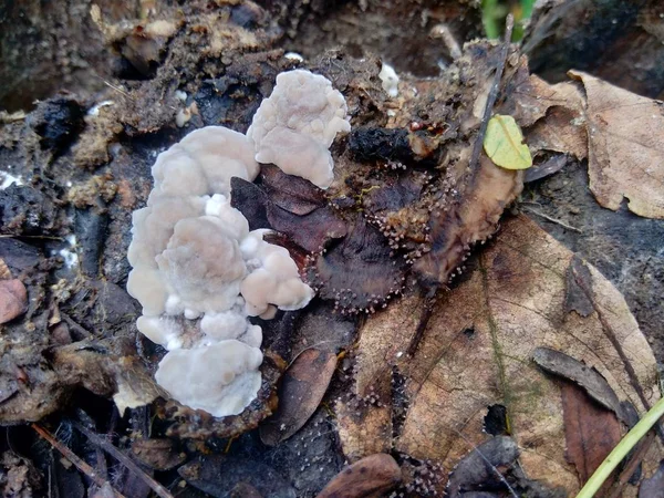 Champignon Toxique Exotique Dans Fond Nature — Photo