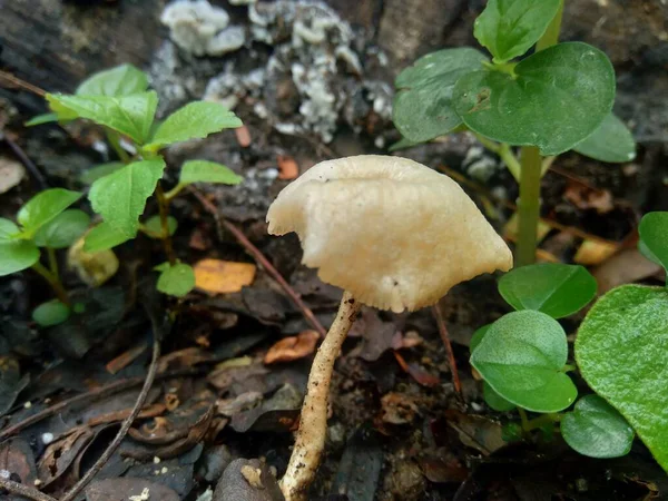 Champignon Toxique Exotique Dans Fond Nature — Photo