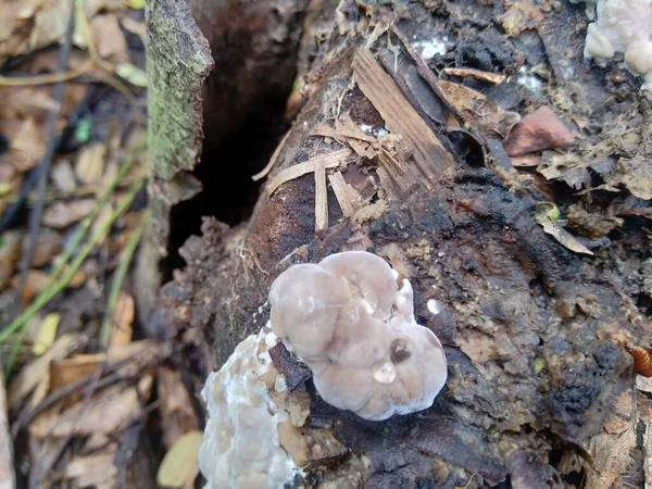 Champignon Toxique Exotique Dans Fond Nature — Photo