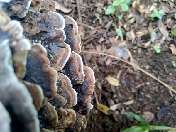 Champignon Toxique Exotique Dans Fond Nature — Photo