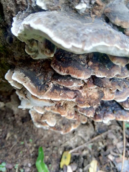 Exotic Poisonous Mushroom Nature Background — Stock Photo, Image