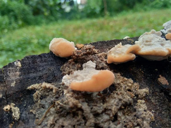 Egzotikus Mérgező Gomba Természetben — Stock Fotó