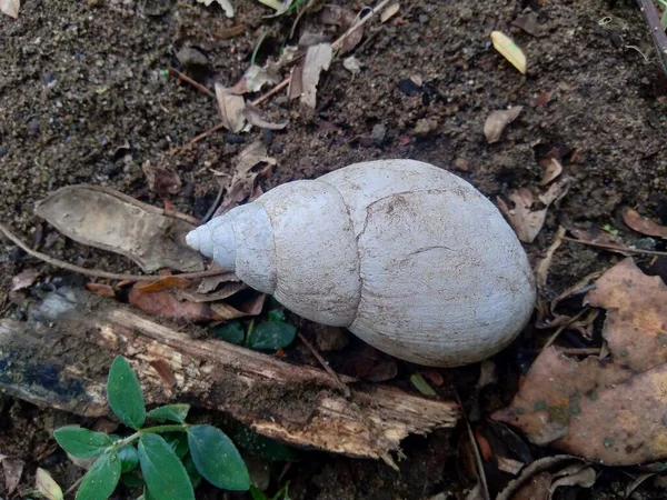 Escargot Blanc Bekicot Achatina Fulica Dans Nature Caché Dans Coquille — Photo