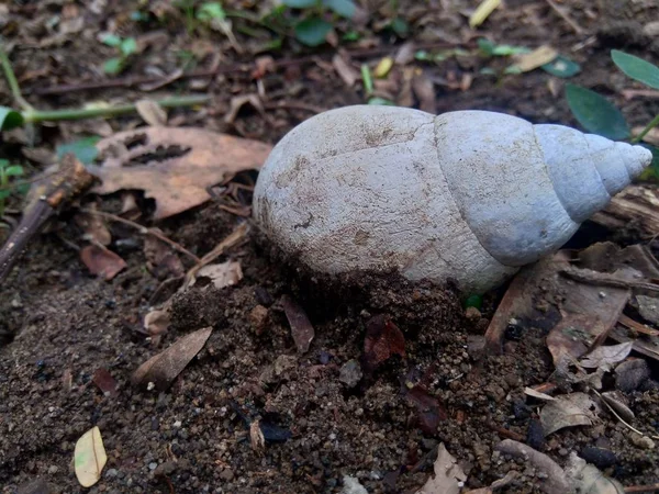 Білий Слимак Bekicot Achatina Fulica Природній Шкаралупі — стокове фото