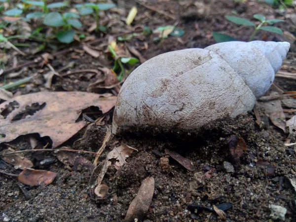 Caracol Branco Bekicot Achatina Fulica Natureza Esconder Sua Concha — Fotografia de Stock