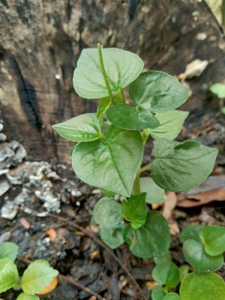 Frische Grüne Peperomia Pellucida Pflanze Isoliert Auf Naturhintergrund — Stockfoto