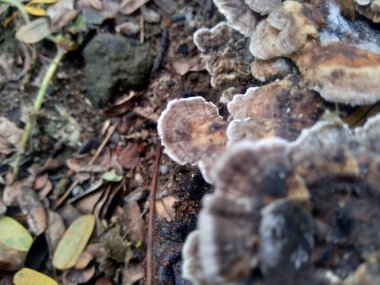 Doğadaki egzotik zehirli mantar.