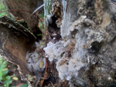 Doğadaki egzotik zehirli mantar.