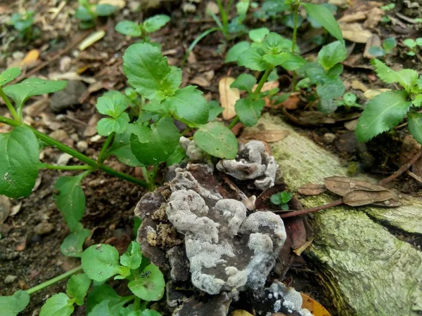 自然界背景中奇异的毒菌 — 图库照片