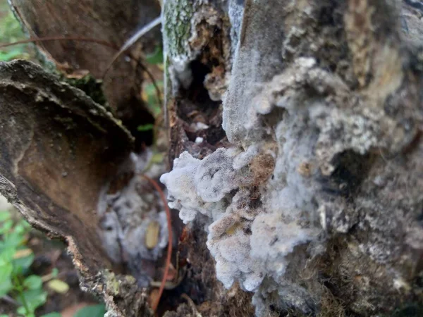 Den Exotiska Giftiga Svampen Naturen Bakgrund — Stockfoto