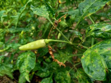Doğal arka planda yaprakları olan taze yeşil biber.