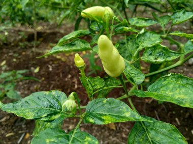 Doğal arka planda yaprakları olan taze yeşil biber.