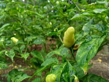 Doğal arka planda yaprakları olan taze yeşil biber.
