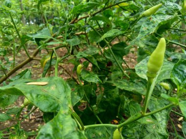 Doğal arka planda yaprakları olan taze yeşil biber.