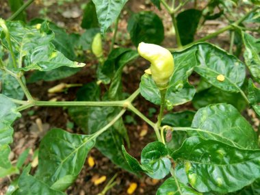 Doğal arka planda yaprakları olan taze yeşil biber.