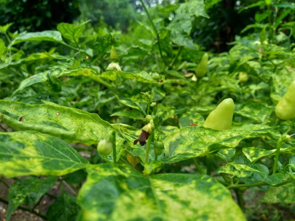 Chili Vert Frais Avec Des Feuilles Dans Fond Nature — Photo