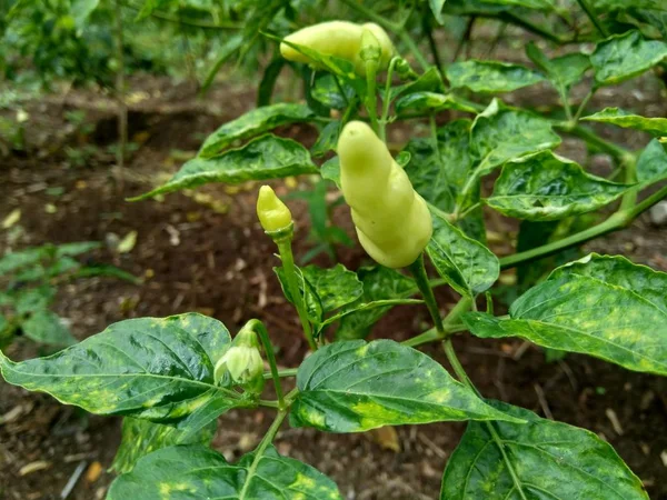 Chili Vert Frais Avec Des Feuilles Dans Fond Nature — Photo