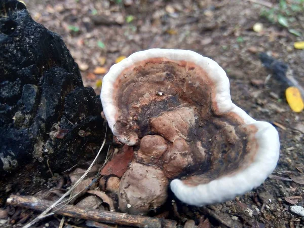 Ganoderma Ist Eine Gattung Von Polypore Pilzen Aus Der Familie — Stockfoto