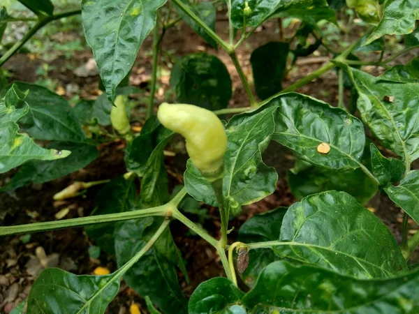 Chili Vert Frais Avec Des Feuilles Dans Fond Nature — Photo