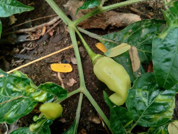 Chili Verde Fresco Con Hojas Fondo Naturaleza — Foto de Stock