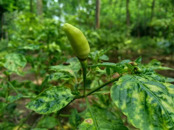 Pimenta Verde Fresca Com Folhas Fundo Natureza — Fotografia de Stock