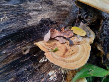 Doğadaki egzotik zehirli mantar.