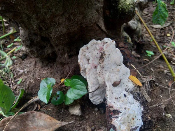 Den Exotiska Giftiga Svampen Naturen Bakgrund — Stockfoto