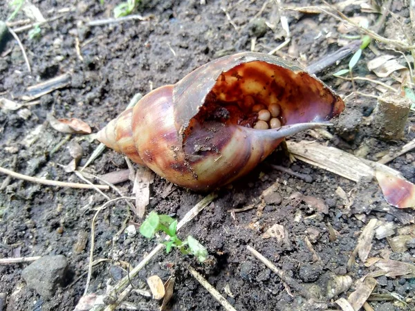Νεκρό Σαλιγκάρι Αυγά Bekicot Achatina Fulica Στη Φύση — Φωτογραφία Αρχείου