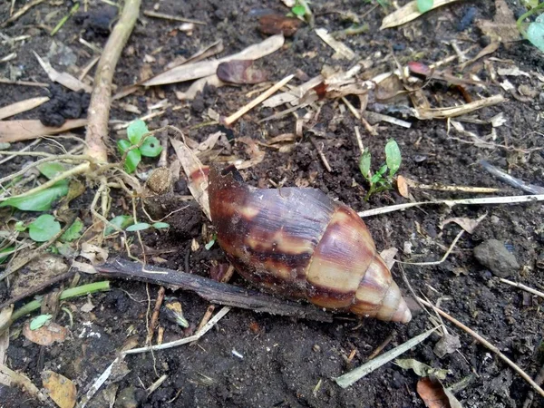 Νεκρό Σαλιγκάρι Αυγά Bekicot Achatina Fulica Στη Φύση — Φωτογραφία Αρχείου