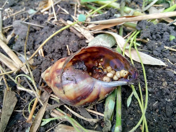 Caracol Morto Com Ovos Bekicot Achatina Fulica Natureza — Fotografia de Stock