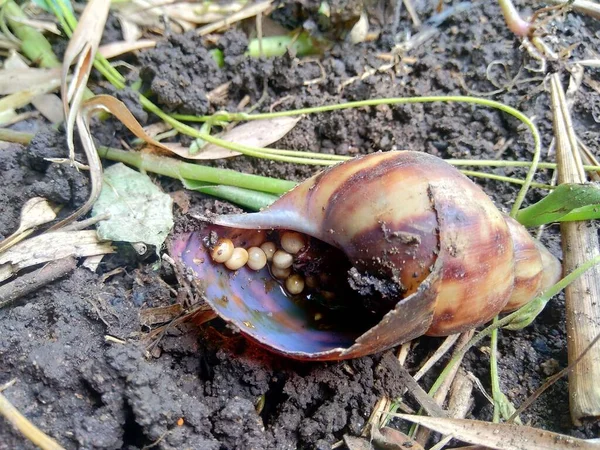 Caracol Morto Com Ovos Bekicot Achatina Fulica Natureza — Fotografia de Stock