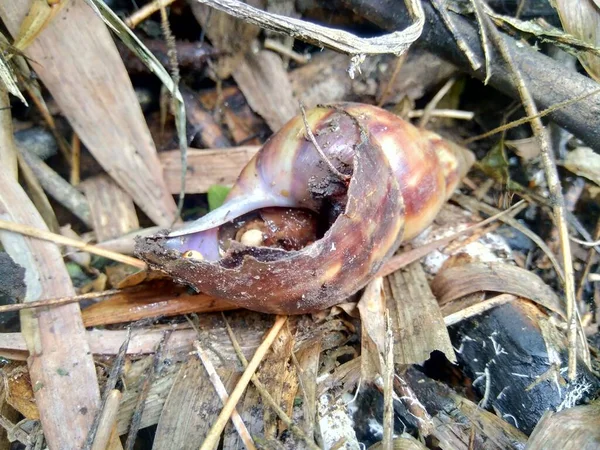 Döda Sniglar Med Ägg Bekicot Achatina Fulica Naturen — Stockfoto