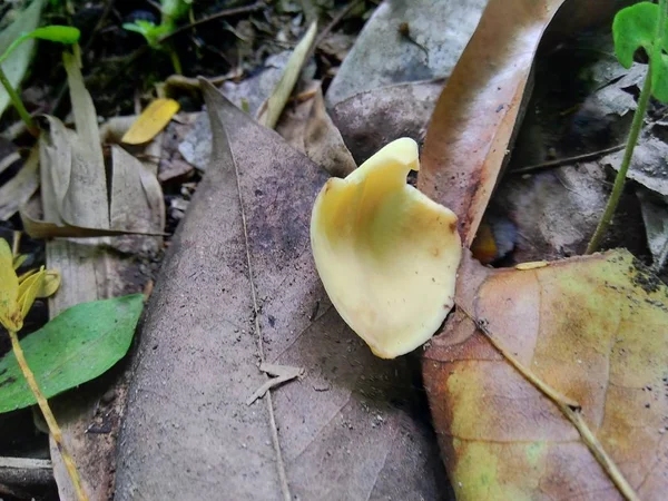 Kwiat Soursop Annona Muricata Tle Natury — Zdjęcie stockowe